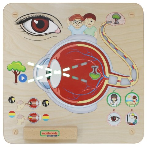 MASTERKIDZ Tablica Edukacyjna Zmysł Wzroku Montessori MASTERKIDZ Tablica Edukacyjna Zmysł Wzroku Montessori