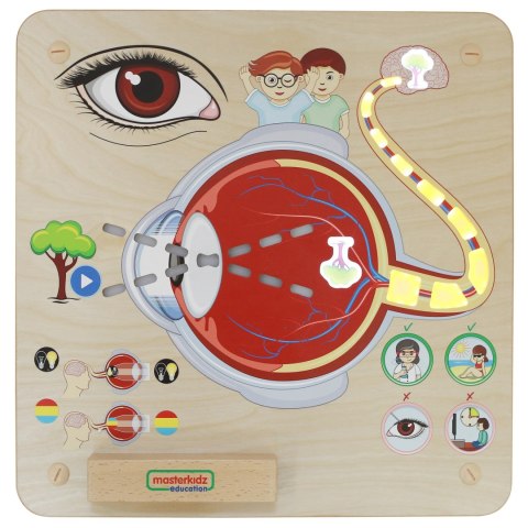 MASTERKIDZ Tablica Edukacyjna Zmysł Wzroku Montessori MASTERKIDZ Tablica Edukacyjna Zmysł Wzroku Montessori